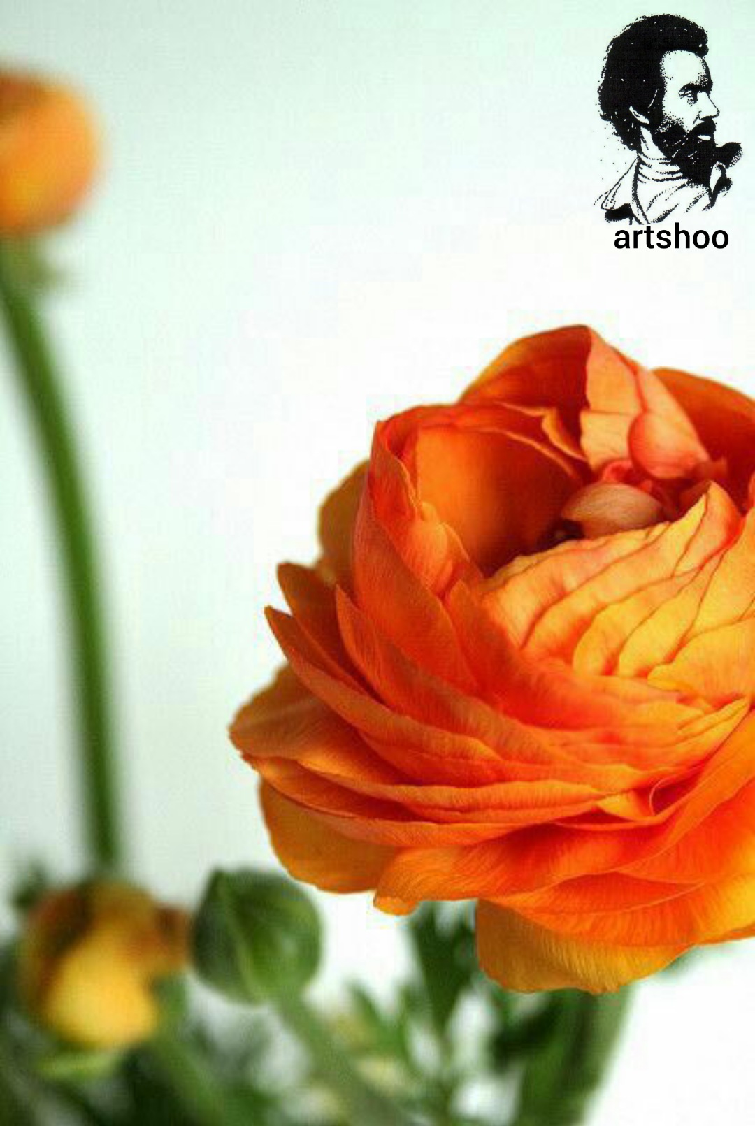 گل اورژینال رنگ روغن